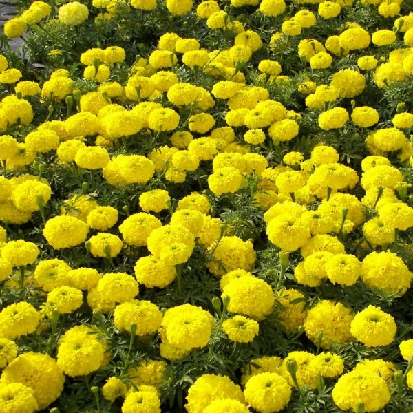 Omaxe Marigold Tagetes erecta F2 Dwarf Yellow Seeds
